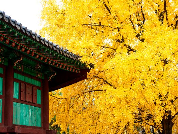 Traditional Korean building beside a golden ginkgo tree in autumn